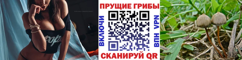 Псилоцибиновые грибы ЛСД  Петропавловск-Камчатский 